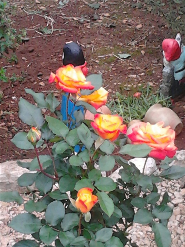 Ruže u dvije boje